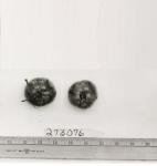 Click for 1 image(s) for this accession. FRUIT